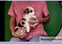 Toy Blue Eyes Blue Merle , a female Toy Australian Shepherd for sale in Quartzsite, AZ – 6 of 6