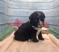 F1 Toy Mini Tuxedo Bi Black Scottsdale, a male Miniature Aussiedoodle for sale in Quartzsite, AZ – 6 of 10