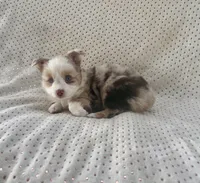 Toy Mini Red Merle Blue Eyes Sunday, a female Toy Australian Shepherd for sale in Quartzsite, AZ – 6 of 10