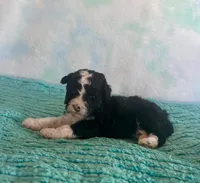 Toy Mini Black Tuxedo F1B Blackberry, a female Miniature Aussiedoodle for sale in Quartzsite, AZ – Photo 5 of 9