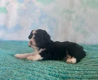 Toy Mini Black Tuxedo F1B Blackberry, a female Miniature Aussiedoodle for sale in Quartzsite, AZ – Photo 7 of 9