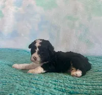 Toy Mini Black Tuxedo F1B Blackberry, a female Miniature Aussiedoodle for sale in Quartzsite, AZ – Photo 2 of 9