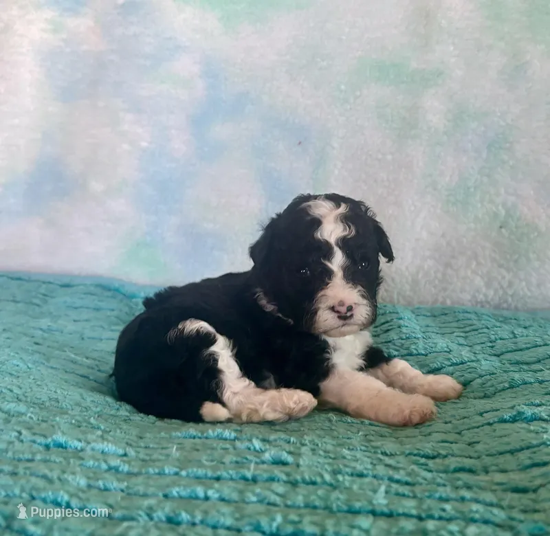 Toy Mini Black Tuxedo F1B Blackberry