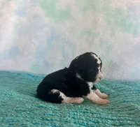 Toy Mini Black Tuxedo F1B Blackberry, a female Miniature Aussiedoodle for sale in Quartzsite, AZ – Photo 6 of 9