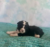 Toy Mini Black Tuxedo F1B Blackberry, a female Miniature Aussiedoodle for sale in Quartzsite, AZ – Photo 8 of 9