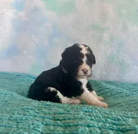 Toy Mini Black Tuxedo F1B Blackberry, a female Miniature Aussiedoodle for sale in Quartzsite, AZ – Photo 4 of 9