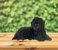 F1 Gorgeous Toy Mini Black Mesa , a female Miniature Aussiedoodle for sale in Quartzsite, AZ – 4 of 4