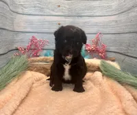 Toy Mini F1 Black and White Tuxedo Bi Tempe, a female Miniature Aussiedoodle for sale in Quartzsite, AZ – 8 of 9