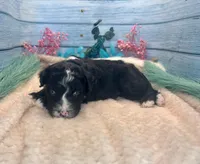 F1 Toy Mini Tuxedo Bi Black Scottsdale, a male Miniature Aussiedoodle for sale in Quartzsite, AZ – 5 of 10