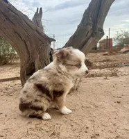 Gorgeous Toy Red Merle Blue Eyes, a female Toy Australian Shepherd for sale in Quartzsite, AZ – 7 of 7