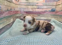 Toy Mini Red Merle Sunday, a female Miniature Australian Shepherd for sale in Quartzsite, AZ – 4 of 8
