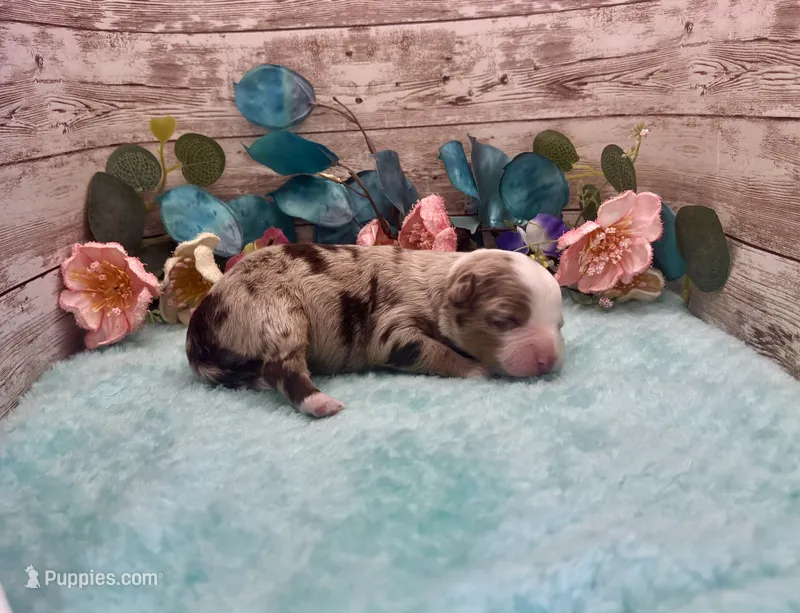 F1 Toy Mini Red Merle Phoenix  – Miniature Aussiedoodle puppy for sale in Quartzsite, AZ