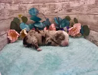 F1 Toy Mini Red Merle Phoenix , a male Miniature Aussiedoodle for sale in Quartzsite, AZ – 1 of 5