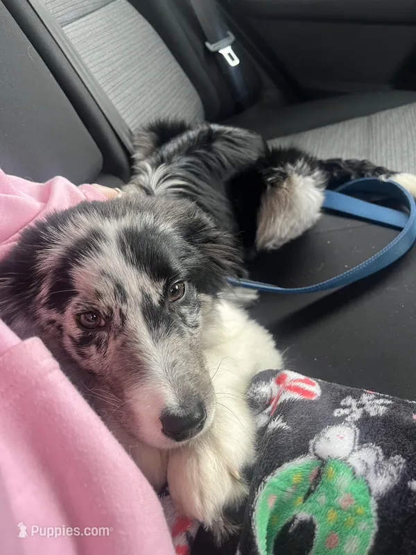 Smudge – Australian Shepherd, Border Collie puppy for sale in Vermont, IL