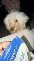 Khloe, a female Yorkshire Terrier and Poodle - Miniature  for sale in Fort Wayne, IN – 3 of 4