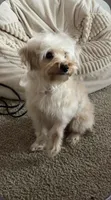 Khloe, a female Yorkshire Terrier and Poodle - Miniature  for sale in Fort Wayne, IN – 4 of 4