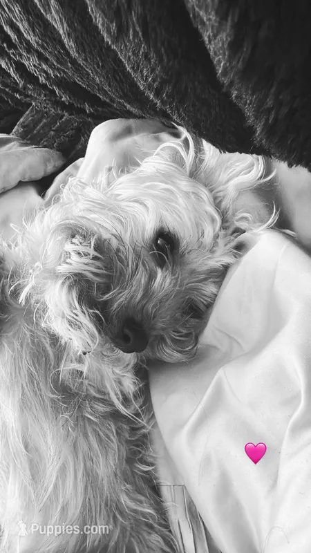 Khloe – Yorkshire Terrier, Poodle - Miniature  puppy for sale in Fort Wayne, IN