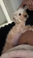 Khloe, a female Yorkshire Terrier and Poodle - Miniature  for sale in Fort Wayne, IN – 2 of 4