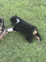 Flapper, a female Miniature Australian Shepherd for sale in Augusta, KS – 2 of 4