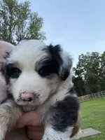Drover, a male Miniature Australian Shepherd for sale in Augusta, KS – 3 of 3