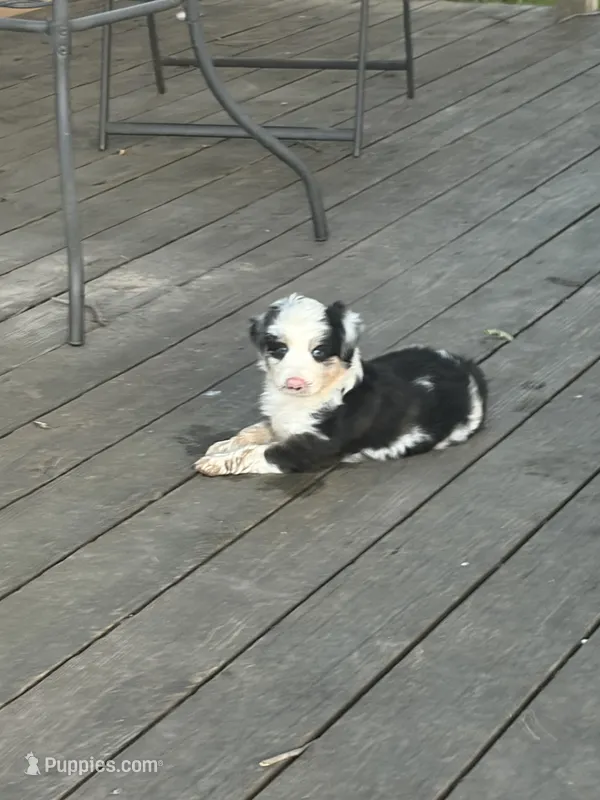 Drover – Miniature Australian Shepherd puppy for sale in Augusta, KS