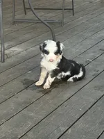 Drover, a male Miniature Australian Shepherd for sale in Augusta, KS – 2 of 3
