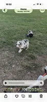 Calamity , a female Miniature Australian Shepherd for sale in Augusta, KS – 2 of 3