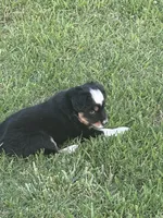 Flapper, a female Miniature Australian Shepherd for sale in Augusta, KS – 4 of 4