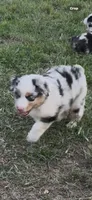 Calamity , a female Miniature Australian Shepherd for sale in Augusta, KS – 3 of 3