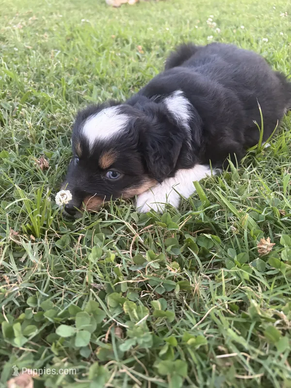 Flapper – Miniature Australian Shepherd puppy for sale in Augusta, KS