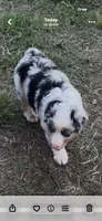 Calamity , a female Miniature Australian Shepherd for sale in Augusta, KS – 1 of 3