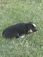 Flapper, a female Miniature Australian Shepherd for sale in Augusta, KS – 3 of 4