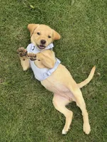 Remi , a female Labrador Retriever for sale in Dothan, AL – 2 of 4