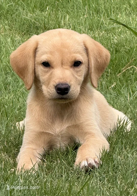 Remi  – Labrador Retriever puppy for sale in Dothan, AL