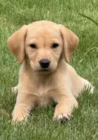 Remi , a female Labrador Retriever for sale in Dothan, AL – 1 of 4