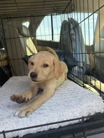Remi , a female Labrador Retriever for sale in Dothan, AL – 4 of 4