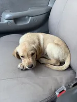 Remi , a female Labrador Retriever for sale in Dothan, AL – 3 of 4