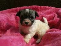 AKC Roxi, a female Havanese for sale in Overland Park, KS – 2 of 7