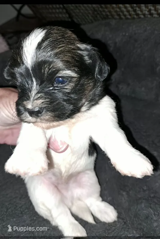 AKC Spike – Havanese puppy for sale in Phoenix, AZ