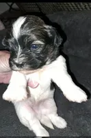 AKC Spike, a male Havanese for sale in Phoenix, AZ – 1 of 3