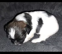 AKC Spike, a male Havanese for sale in Phoenix, AZ – 2 of 3