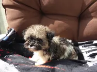 AKC Bruno, a male Havanese for sale in Overland Park, KS – 2 of 8