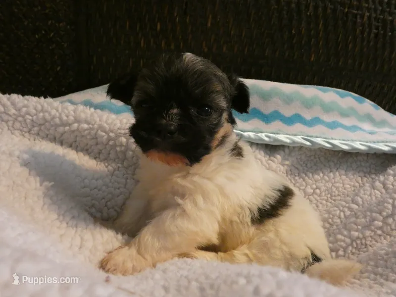 AKC Rocky Male – Havanese puppy for sale in Phoenix, AZ