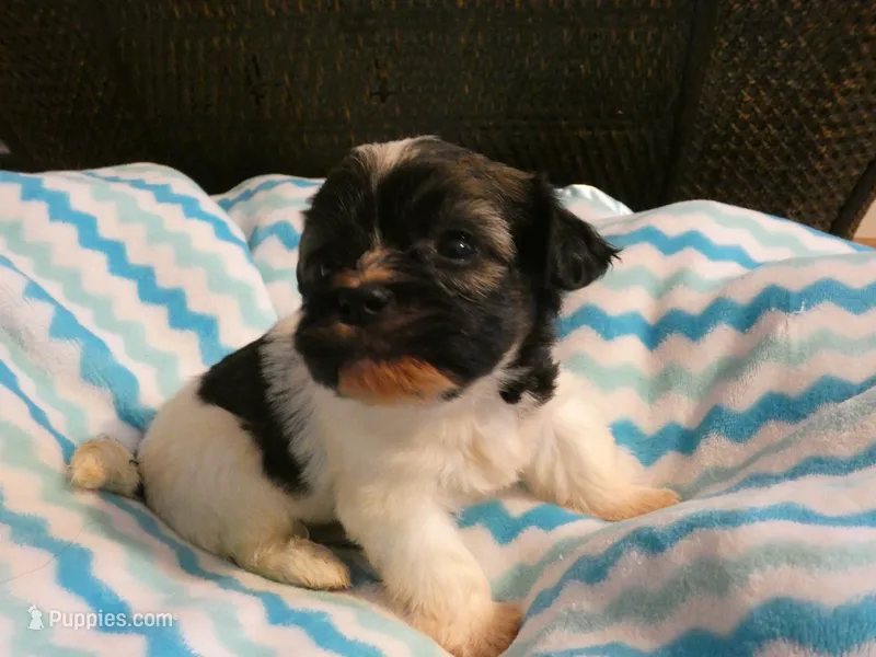 AKC Spike Male – Havanese puppy for sale in Phoenix, AZ