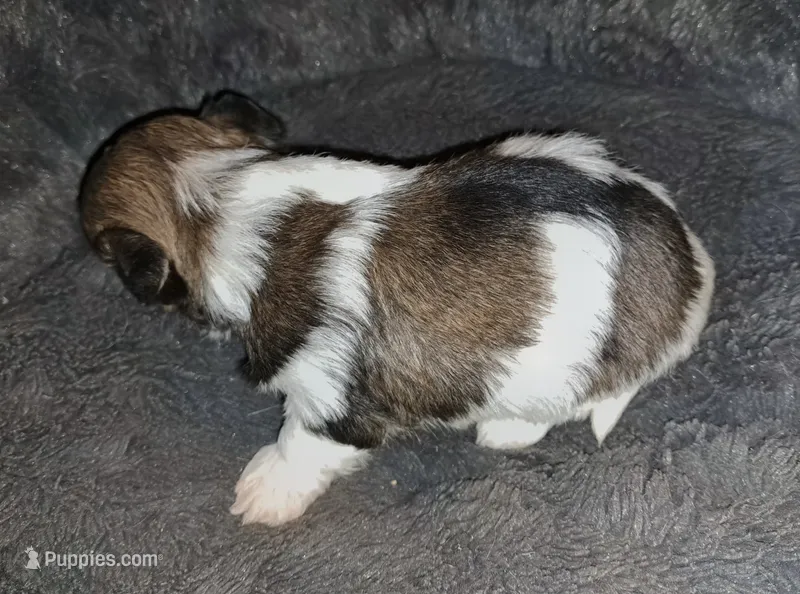 AKC Baron – Havanese puppy for sale in Phoenix, AZ