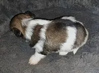 AKC Baron, a male Havanese for sale in Phoenix, AZ – 1 of 2