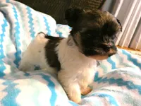 AKC Baron Male, a male Havanese for sale in Phoenix, AZ – 2 of 5