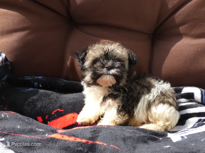 AKC Bruno – Havanese puppy on hold in Overland Park, KS