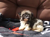 AKC Bruno, a male Havanese for sale in Overland Park, KS – 1 of 8