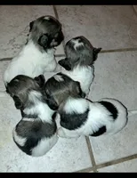 AKC Roxi, a female Havanese for sale in Overland Park, KS – 6 of 7